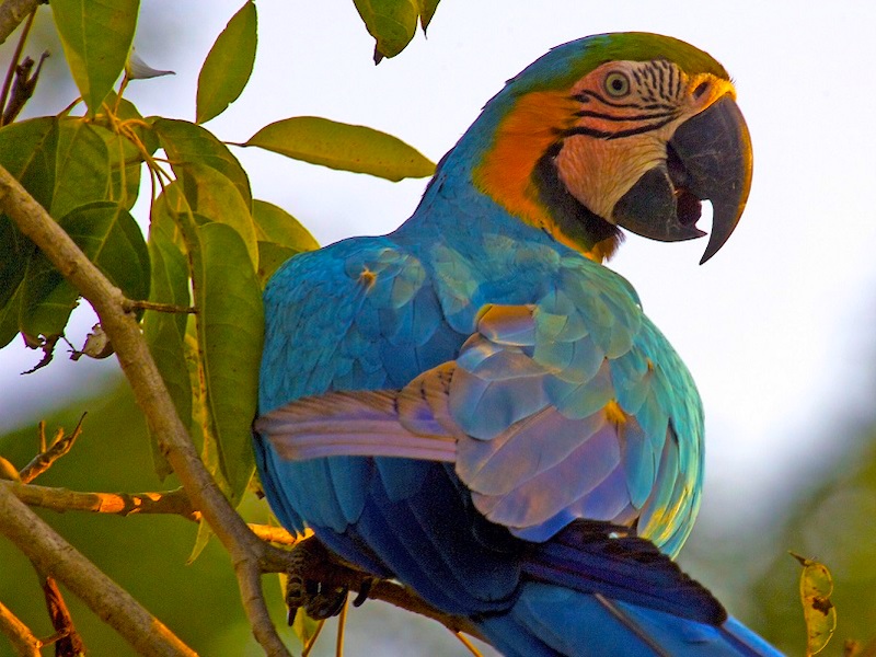 Kolumbien Amazonas Papagei