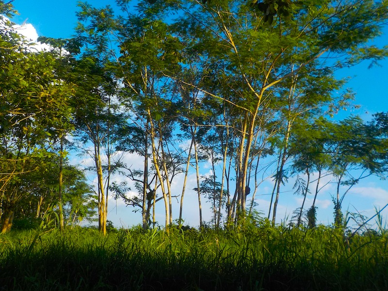 Wetter Kolumbien Amazonas