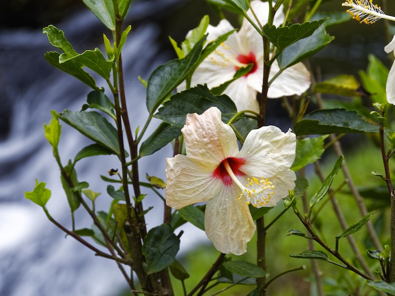 Kolumbien Pazifik weiße Blüte