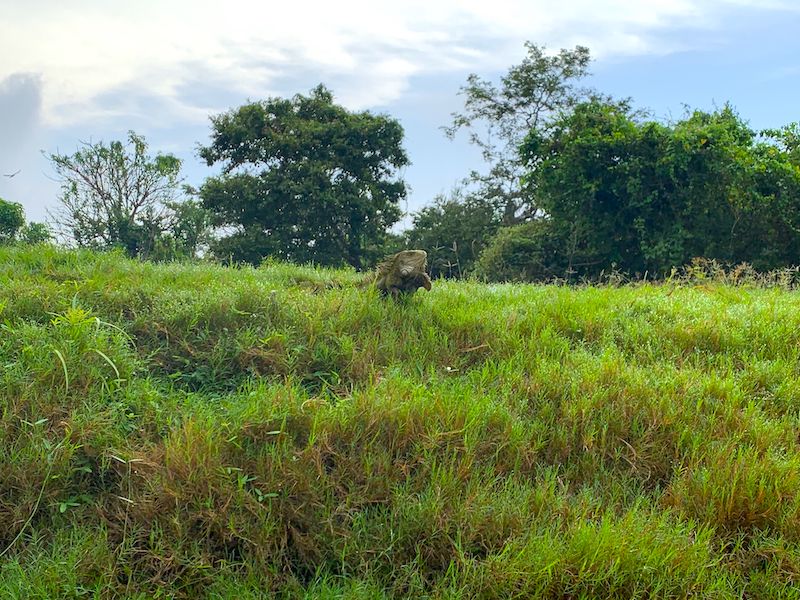 Amazonas Trekking